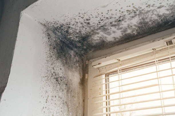 Affordable Mold Cleanup solutions in Ellicott City, MD